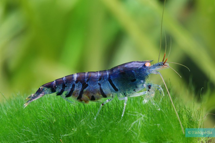 Caridina mariae “Blue Tiger”