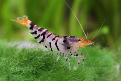 crevette tigrée Atyidae