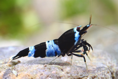 Caridina sp ”Black shadow BluePanda” Atyidae