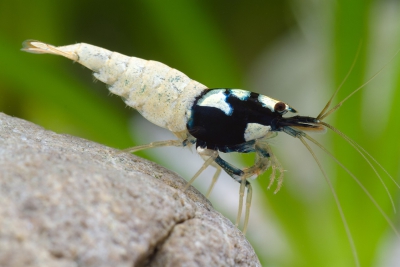 Caridina sp ”Black shadow full spotted” Atyidae