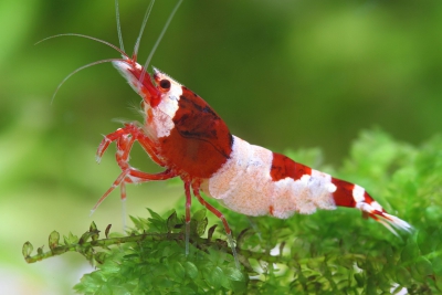 Caridina sp ”Red Shadow Hinomaru” Atyidae