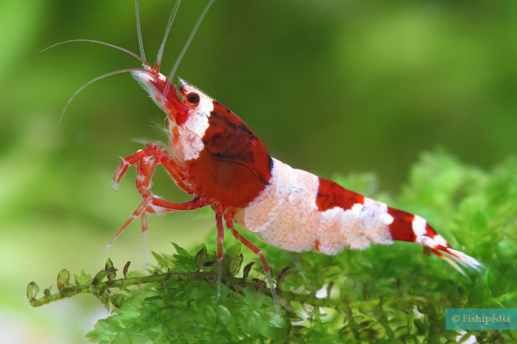 Caridina sp ”Red Shadow Hinomaru”