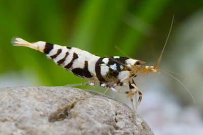 Caridina sp ”Fancy Tiger” Atyidae