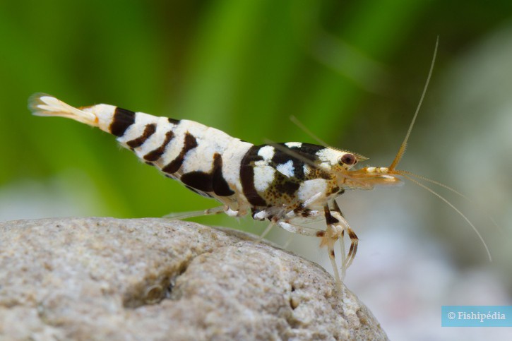 Caridina sp ”Fancy Tiger”