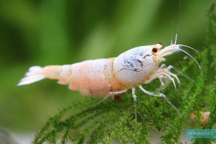 Caridina sp ”Snow White”