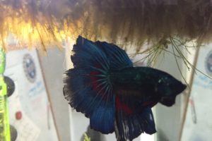 BETTA