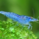 picture of Neocaridina davidi ”Blue Jelly”