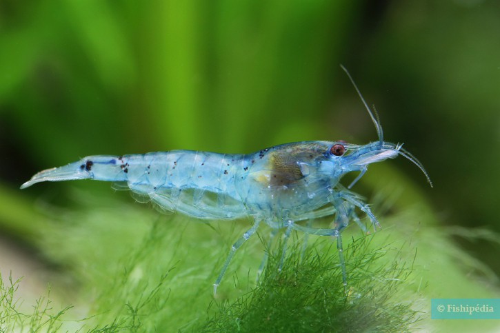 Neocaridina palmata ”Blue Pearl”