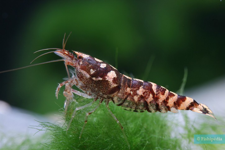 Paracaridina meridionalis