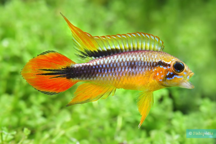 Apistogramma agassizii