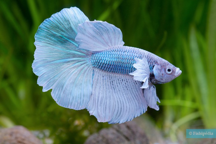 Betta splendens - Siamese fighting fish