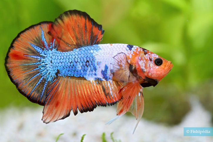 Betta splendens - Siamese fighting fish