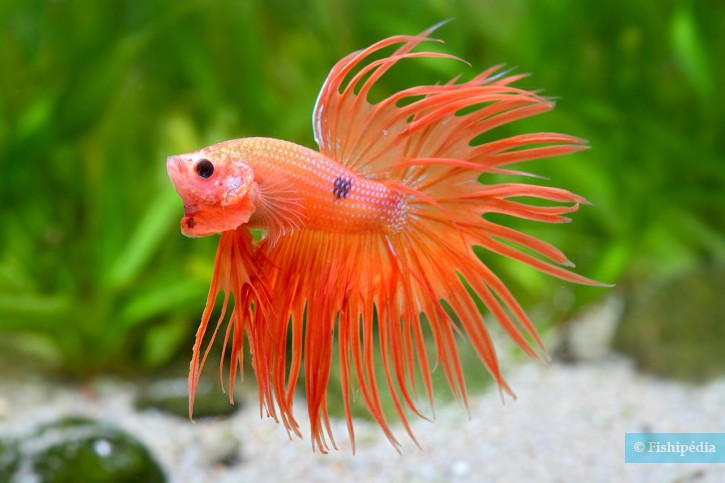 Betta splendens, poisson combattant en aquarium - Miniaqua77