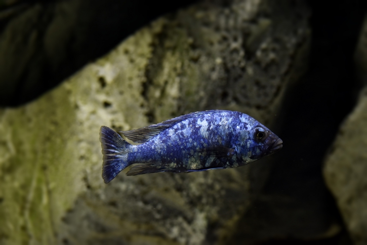 Placidochromis phenochilus tanzania