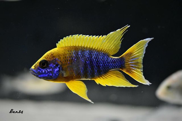 photographie - Benjamin Vicente