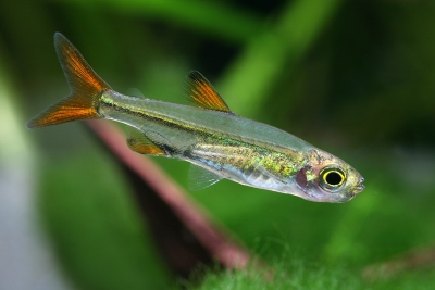 characin nain orange Alestidae