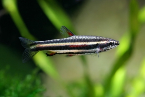 Nannostomus marginatus