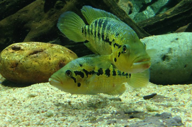 Parachromis Sp. Boca del Toro