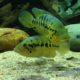 picture of Parachromis Sp. Boca del Toro