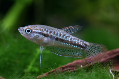 gouramis grogneur nain Osphronemidae