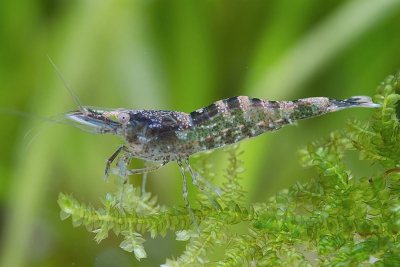 caridine de Desmarest Atyidae