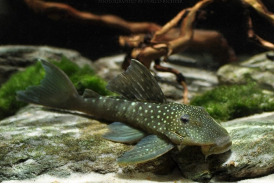 Hemiancistrus sp. 'L128' Loricariidae