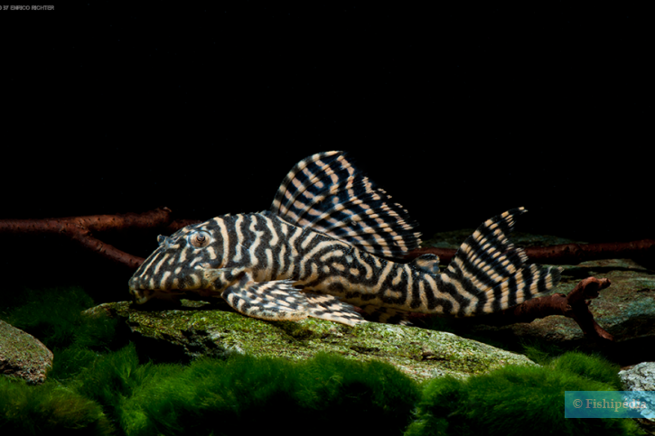 photographie - Enrico Richter