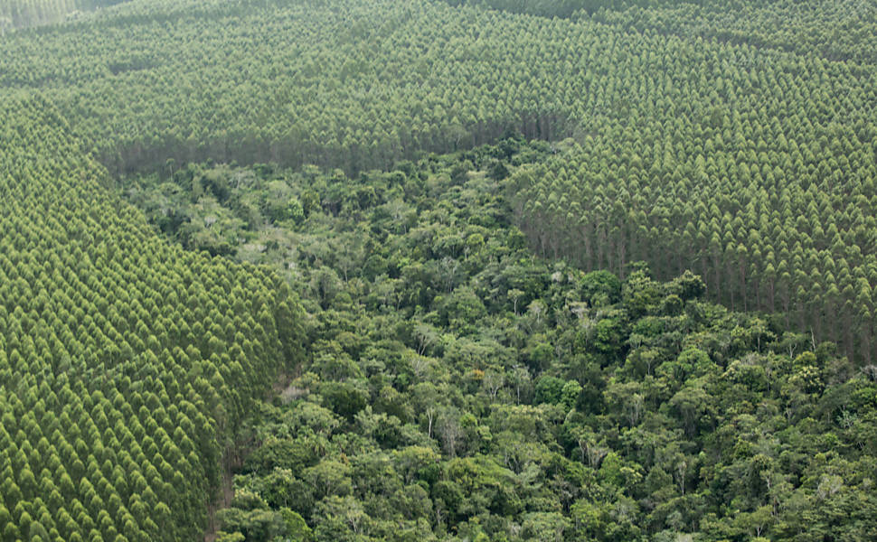 Remplacement de la Mata par des plantations d'Eucalyptus australien