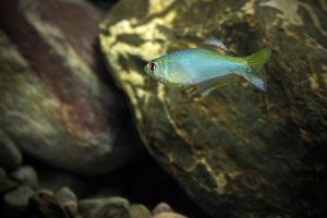 Mimagoniates rheocharis