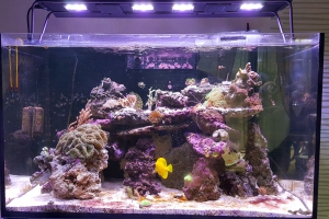 RedSea Reefer 250