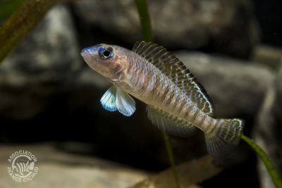 Neolamprologus signatus Cichlidae