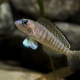 picture of Neolamprologus signatus