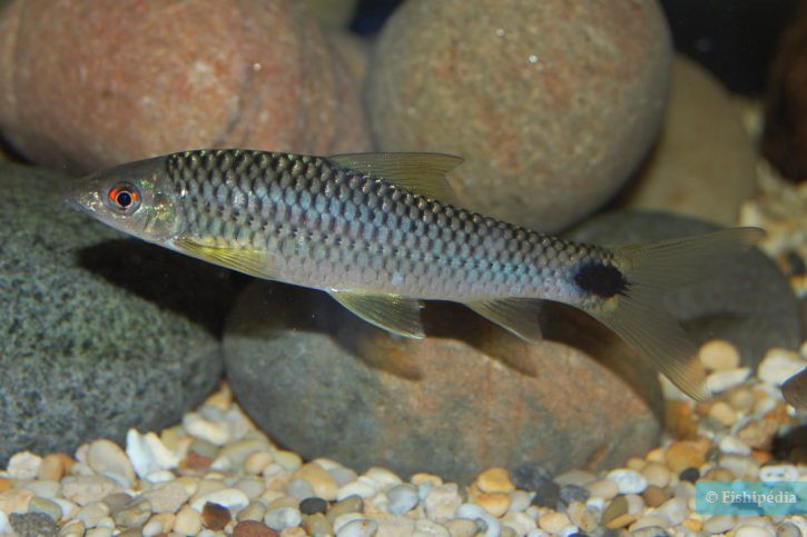 Crossocheilus reticulatus