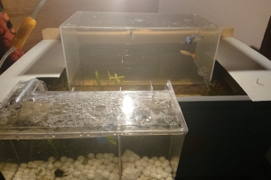 UpSideDown Million USD Farm