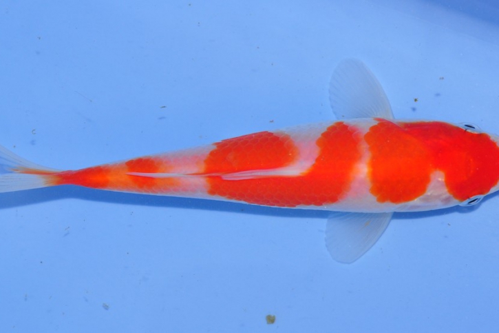 Poster top view of a red fish : Orange Koi - Cyprinus carpio