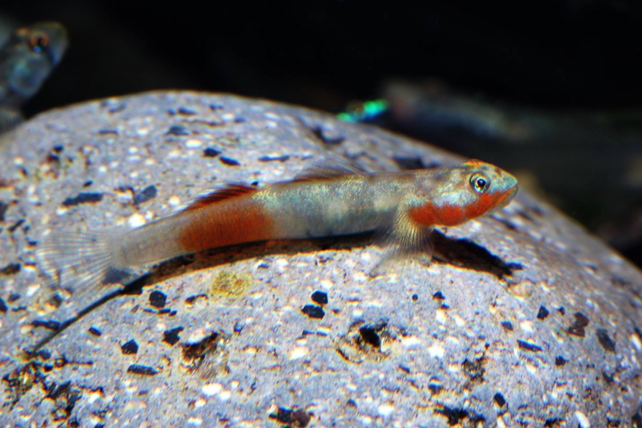 photographie - Zhou Mingtai