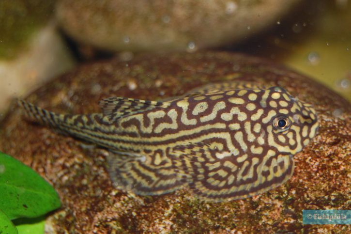 Sewellia lineolata