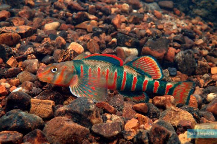 Etheostoma osburni