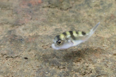 tétrodon rayé Tetraodontidae