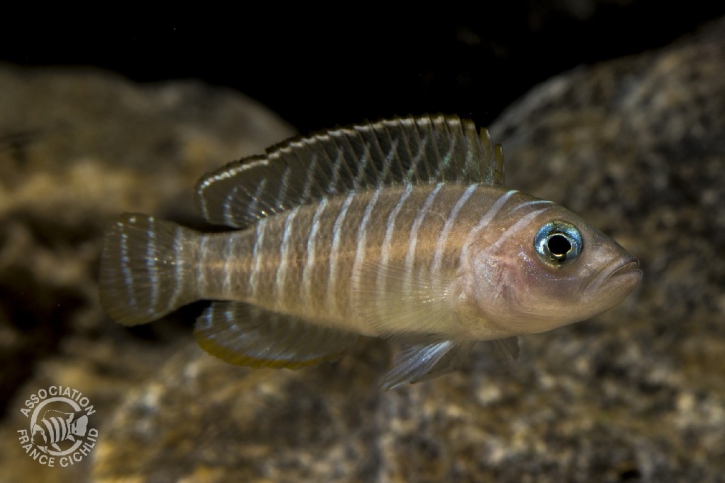 Neolamprologus similis