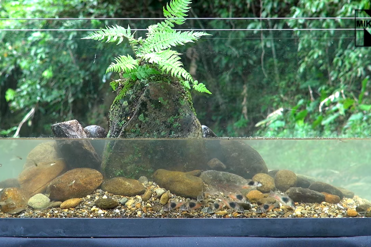 Comment vivent Corydoras et guppys dans la nature ?