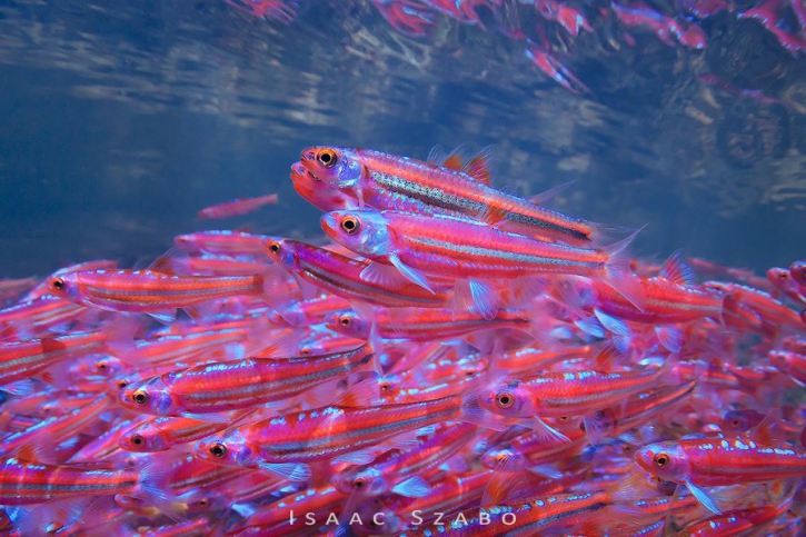 photographie - Isaac Szabo