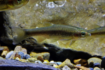 Aphyocypris amnis Xenocyprididae