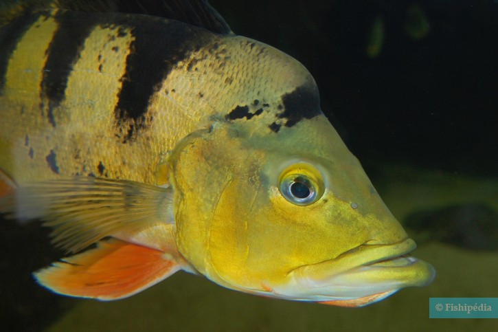 Cichla monoculus