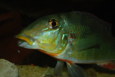 Retroculus xinguensis Cichlidae