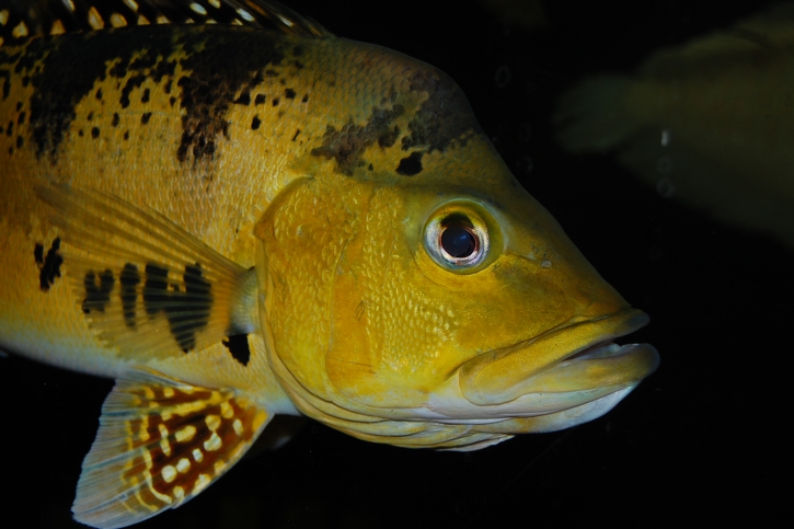 Cichla kelberi