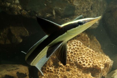 Rémora fuselé Echeneidae