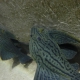 picture of Panaque sp. L191