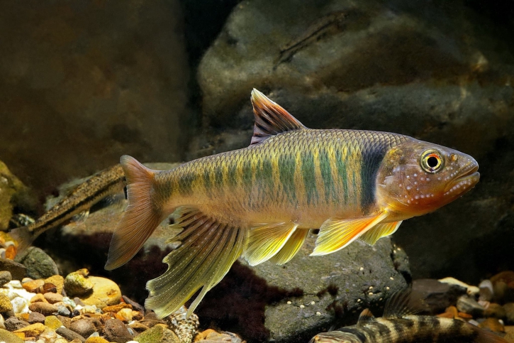 Opsariichthys pachycephalus