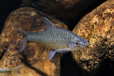 Pseudorasbora parva Gobionidae